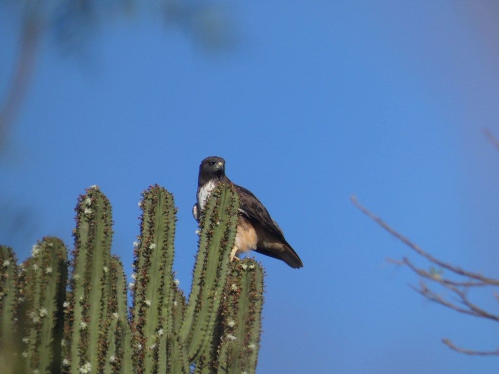An Unexpected Lesson in Birding, and other Pandemic&nbsp;Hobbies.